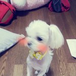 (귀염주의)얼짱말티즈임