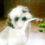 회.색.눈 시<b>츄</b> 탄생!!(오드아이) 귀엽,신기,돋음ㅋ◀※ 오징어땅콩가족...