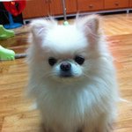 (포메)★★발귀<b>요미</b> 쥬니~★★