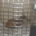 <b>시바</b>이누 별이를 소개합니다~