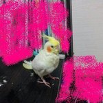 우리집 앵무새들 ㅋㅋㅋㅋ사진有