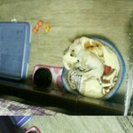 수정)★po콩이wer★