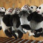 다음 텔존 동갤에 변태<b>판다</b>들