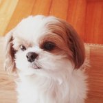 ★☆(사진 많음有) 쫌 많이 귀여운 우리 쫑2를 소개 합니다!!★☆+수정