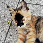 우리집에 사는 고양이 지베를 소개합니다♡ (스압주의)