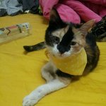 [입양<b>완료</b>][분양] 애교작렬 똥꼬발랄 업둥이 입양 보냅니다~