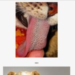 ⑩★★여러 <b>동물</b>들의 혀 ★★