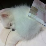 [화.포]애완용 참치 요기 또 왔어용~'---'