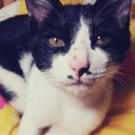 ★★★(추가) 짜장면을 몰래 먹은 포스의 냥이★★★