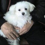 <b>뽀삐</b>를 찾습니다.ㅠ