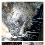 <b>본드</b>로 두 눈이 붙어버린 아깽이....