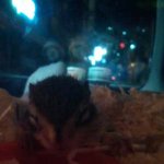 (사진有) 람쥐느님 로리를소개해요~.~뾰로롱