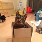 사진多 ] ♥♥♥매력터지는고양이 <b>페페</b>♥♥♥