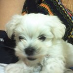 사진有) ♥ 우리집 막둥이 ♥
