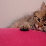 (사진有多)♥찌찌의 앙증맞은 <b>유년</b>시절♥