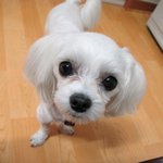 ★애교팡팡 <b>몽이</b>를 소개합니다★