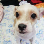 ★★★★★★★매력덩어리 우리애기 촐랭이를 소개합니당♥♥♥♥♥♥♥♥♥♥