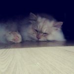 (냥이)부엉부엉부엉이