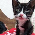 야아오옹!!! <b>미묘</b> 라비가 왔어요~~