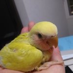 (분양자분 정해졌습니다 ^^) 돈 받지 않고 이유중인 어린 새를...