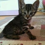 ♥어릴때부터 남다른 <b>미묘</b>냥이 포비 성정기!입니다.