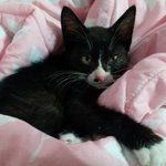 야아오옹!!! <b>미묘</b> 라비가 왔어요~2탄