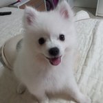 스피츠) 하츠 - 눈웃음이 매력적인 <b>내새</b>꾸