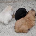 강아지의 아빠는 누규??