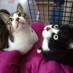 사진有) 우리집에 사는 꼬냥이 뽀야&amp;봄봄이