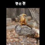@@★ <b>드래곤볼</b>한다람쥐 ~! ★@@