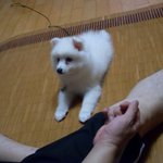 ★★★스피츠판★★★ 우리집 <b>새침</b>데기 마루를 소개합니다!