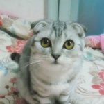 ★★초귀요미판★★ 폴드&amp;먼치킨 냥이자매