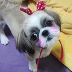 이정도는 되야 <b>시추</b>계의 꽃미남임
