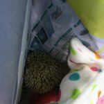 특이한.. 고슴도치판!!!