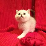 세상에서 젤 이쁜냥이 ♥♥♥푸딩이♥♥♥