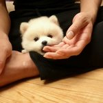 스피츠:) 두녀석들의 동거생활 *.*