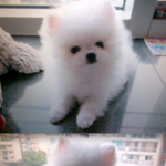 (화이트 <b>포메</b>)♥우주최강 귀요미 모찌♥