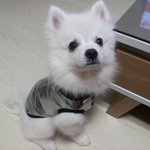 스피츠)하츠2탄 - 패셔니스타&amp;<b>다이빙</b> 하츠