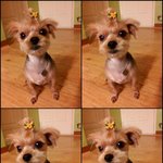 <b>요</b>끼)드디어 우리 강이도 여기 등장 할 <b>때</b>가 왔다.