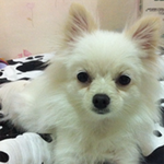 화이트포메) 우리 <b>미미</b>를 소개합니다.