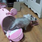 (고양이판)▶▶ 개냥이 " <b>바라</b> " 를 소개합니당 ◀◀ 사진대방출...