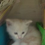 우리집 쪼랑이 원래 고양이들은 이런가요?