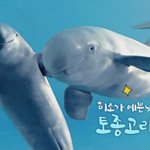상괭이 퀴즈 10개중에 2개맞춤 ㅋㅋㅋㅋㅋ 아놔;;