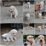 저희동네 백곰<b>아가</b>들을 키우고 있습니다.