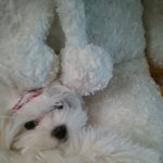 ★★★ 내샛꾸 <b>땡자</b>를 소개합니다(사진多) ★★★