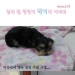 (사진有) <b>남</b>의 집 멍멍이 이야기ㅋㅋㅋㅋㅋ