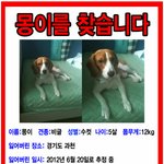 과천에서 잃어버린 가족을 찾습니다ㅠㅠ