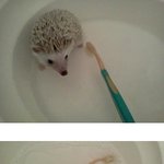 귀요미 고슴도치!!! 고따갑 양을 소개합니당