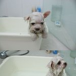 (수정) 남자친구가 남기고간 멍멍이 짱아!!!!!!!!!!!!!...