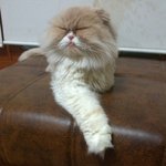 찹쌀떡장수의 찹쌀떡광고